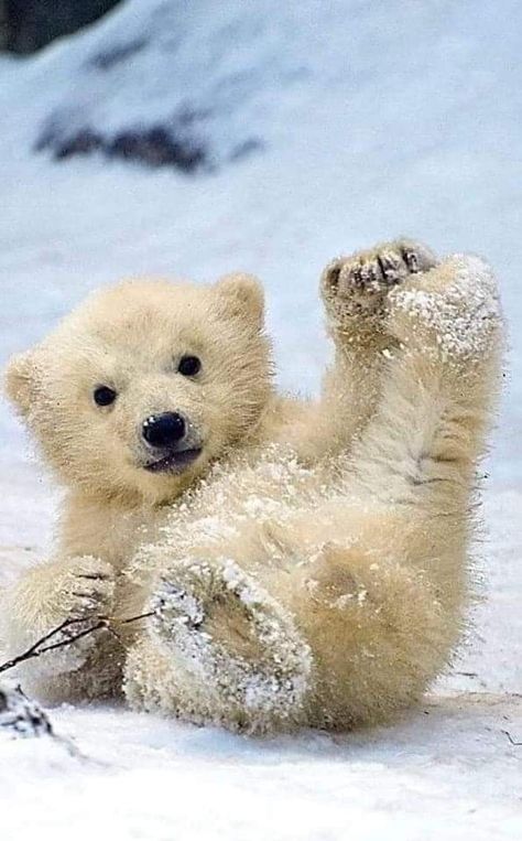 Photo Ours, Polar Bear Images, Baby Polar Bear, Baby Polar Bears, Bear Pictures, Super Cute Animals, Polar Bears, Cute Wild Animals