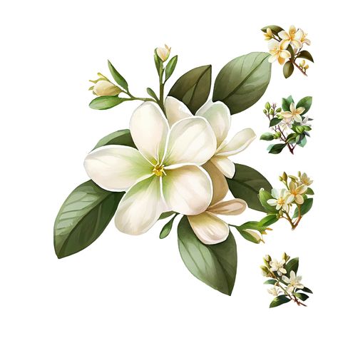 Jasmine Flowers Drawing, Chinese Jasmine Flower, Jasmine Illustration Flowers, Jasmine Flower Watercolor, Jasmin Tattoo Flower, Jasmine Flower Drawing Art, Jasmin Flower Drawing, Jasmine Drawing Flower, Jasmine Flower Background