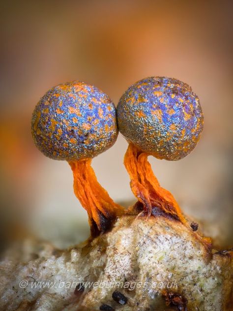 Mushroom Inspiration, Fantasy Fields, Slime Mold, Microscopic Photography, Mushroom Pictures, Slime Mould, Mushroom Fungi, Seed Pods, Ocean Creatures