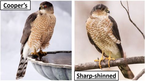 12 Types of Hawks That Live in California! (2022) - Bird Watching HQ Cooper Hawk, Types Of Hawks, Hawk Species, Red Tail Hawk, Northern Goshawk, Sharp Shinned Hawk, Cooper's Hawk, American Crow, Living In Colorado