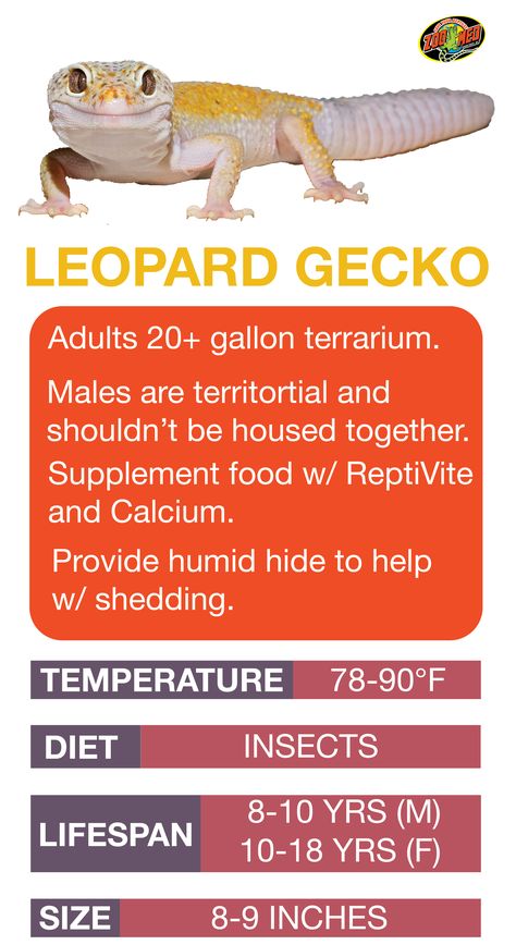 Leopard Gecko Care Sheet. Learn the basics of Leopard Gecko habitat setup and care needs before bringing home your new pet. Leopard Gecko Setup, Iguana Pet, Gecko Vivarium, Leopard Gecko Habitat, Leopard Gecko Tank, Leopard Gecko Care, Leopard Gecko Morphs, Gecko Habitat, Fat Tailed Gecko