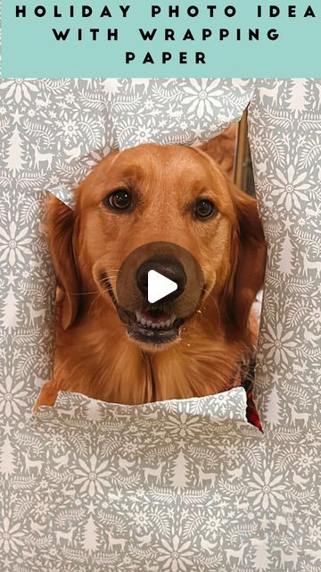 Lola + Luca & Jyotsna Shankar | Golden Retrievers & Dog Mom on Instagram: "NEW holiday photo idea to try with wrapping paper 🎁 looks like a Christmas Surprise!   After a little suspicion in the beginning Lola loved doing this I can’t with her smile 🥹. With Luca , I’m just glad he didn’t rip through the paper 😅.  Follow @ourlovinglola for more fun holiday photo ideas to try 🎄✨ all saved in my holiday highlight or pinned to my reels tab.  IB : I saw this idea with cats shot by @mia_and_arya and loved it ! Ty @itsatlasthegolden for sending us the inspo!  #christmasphotos #holidayphotos #goldenretrievers #dogphotography" Dog Wrapping Paper Photo, Frenchie Aesthetic, Dog Christmas Photos, Dog Christmas Pictures, Photo Op Ideas, Holiday Photo Ideas, Dog Wrap, Paper Dogs, Dog Christmas Card