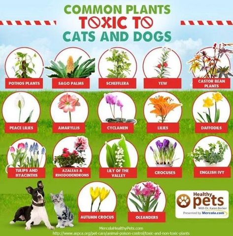 Plants Toxic To Dogs, Garden Mums, Common Garden Plants, Toxic Plants For Cats, Cat Safe Plants, Poisonous Plants, Pothos Plant, Healthy Pets, Pet Hacks