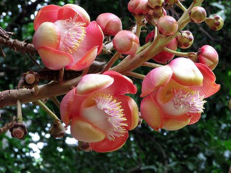 The Cannonball Tree - Couroupita guianensis - Flower Images Taken Today | Flickr - Photo Sharing! Cannon Ball Tree, Cannonball Tree, Flower Reference, Cannon Ball, Silver Wallpaper, Plant Tree, Unusual Plants, Rare Flowers, Forest Flowers