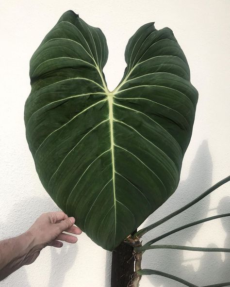 Philodendron Glorious Plant, Philodendron Gigas, Philodendron Glorious, Plant Wishlist, Plant Leaves, Home And Garden, Plants, On Instagram, Instagram