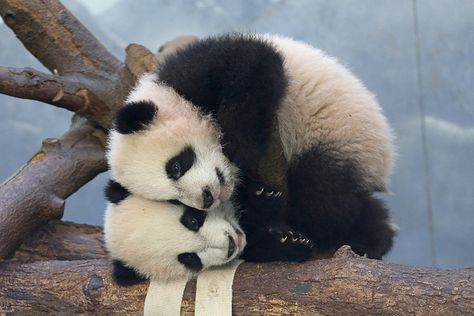 Mei Lun and Mei Huan, panda cub twins at the Atlanta Zoo. Baby Panda Bears, Panda Baby, Panda Panda, Panda Bears, Animals Pictures, Panda Love, Giant Panda, Baby Panda, Bear Cubs