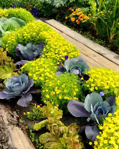 20 Best Vegetable Garden Layout Ideas - Planning Vegetable Garden Plot Vegetable Garden Layout Ideas, Garden Plots Layout, Hanging Window Boxes, Vegetable Garden Layout, Garden Plot, Garden Layout Ideas, Pocket Garden, Windowsill Garden, Garden Layout Vegetable