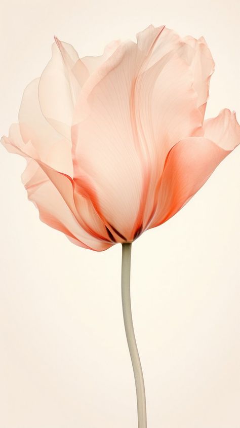 Tulip abstract painting flower. | Free Photo Illustration - rawpixel Tulip Abstract, Watercolor Tulips, Flower Wallpapers, Tulip Print, Painting Flower, Tulip Flower, Flower Tattoo Designs, Flower Petal, Tulips Flowers