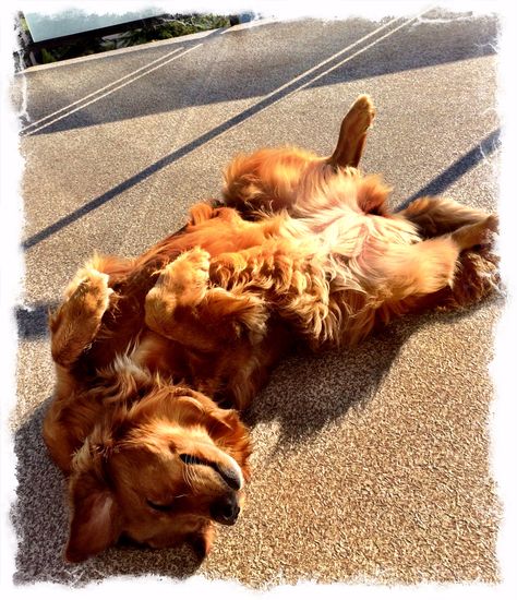 My Golden Retriever lying in the sun Golden Retriever Laying Down, Dog Laying On Back, Dog Anatomy, Dog Books, Reference Photos, Art Reference Photos, Golden Retriever, Anatomy, Art Reference