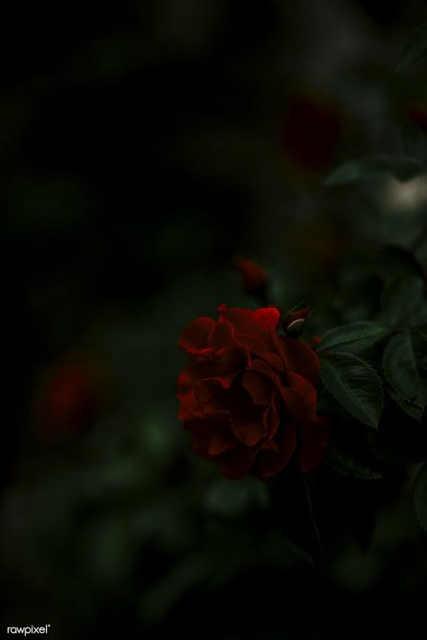 Closeup of a red rose in the dark | free image by rawpixel.com / eberhard grossgasteiger Wallpaper Mawar, Red Flower Wallpaper, Red Roses Wallpaper, Dark Red Roses, Field Wallpaper, Flower Close Up, Lovely Flowers Wallpaper, Rose Images, Dark Flowers