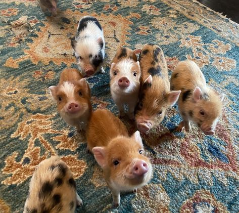 Charming Mini Pigs - Breeders of Mini Pigs Potbelly Pigs, Baby Piglets, Miniature Pigs, Micro Pigs, Teacup Pigs, Pet Parent Gifts, Cute Piglets, Baby Farm Animals