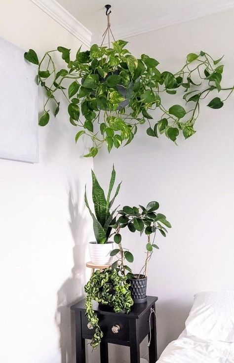 22 Stunning Ways to Display Pothos in Home Pothos Shelf, Pothos Bookshelf, Pothos Display, Pothos Display Ideas, Pothos Hanging Ideas, Hanging Pothos Plant Decor, Pothos Decor Ideas, Pothos Climbing Ideas, Pothos Wall