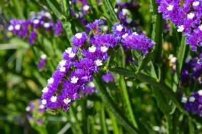 Status Flower, Statice Limonium, Statice Flower, Flower Garden Plans, Drought Resistant Plants, Yucca Plant, Full Sun Perennials, Full Sun Plants, Alpine Plants