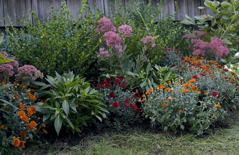 Planting Mums In Ground In Fall, Mums Garden, Planting Mums, Garden Mum, Crocus Bulbs, Fall Mums, In Her Garden, Sunflower Garden, Fall Flower