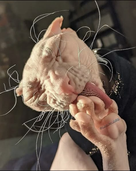 Dobby Cat, Cute Hairless Cat, Derpy Cats, Sphinx Cat, Cat Hug, Cute Rats, Hairless Cat, Funny Cats And Dogs, Sphynx Cat