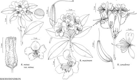 Rhododendron Drawing Simple, Rhododendron Tattoo Simple, Rhododendron Illustration, Rhododendron Drawing, Rhododendron Maximum, Rhododendron Tattoo, Poison Plants, Nature Sleeve, Simple Tats