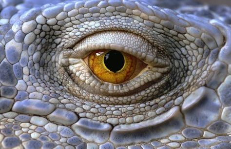 Reptile eye Eye Quiz, Reptile Eye, Lizard Eye, Animal Eyes, Komodo Dragon, Look Into My Eyes, Eye Photography, Photography 101, Dragon Eye