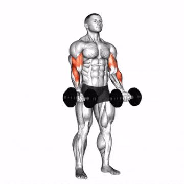 Zottman Curl 1 Zottman Curl Exercise, Zottman Curl, Bicep Exercises, Biceps Curl, Bicep Workout, Gym Workout Guide, Workout Program Gym, Arm Strength, Forearm Workout