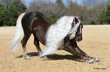 Germany BLACK FOREST HORSE....also called the Schwarzwalder Fuchs or Schwarzwalder Kaltblut...can be traced back at least 600 years in Germany...ideally suited to forestry and logging work in the steep and harsh terrain of the Black Forest...considered endangered, with less than 1,000 worldwide...often seen as icons or symbols of Germany...a gentle, even temperament...excellent riding horses Horse Bow, Most Beautiful Horses, Most Beautiful Animals, Majestic Horse, All The Pretty Horses, Horse Crazy, Draft Horses, Trotter, Horse Photos