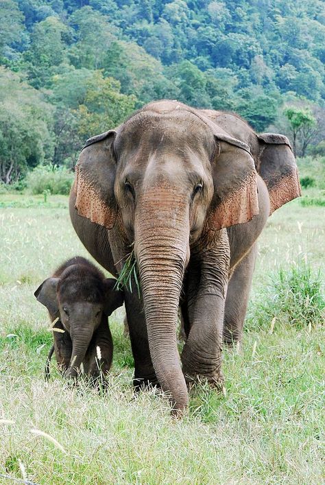 Elephant Pics, Pure Instinct, Elephant Nature Park, Baby Elefant, Save The Elephants, Asian Elephant, Elephant Love, Northern Thailand, African Elephant