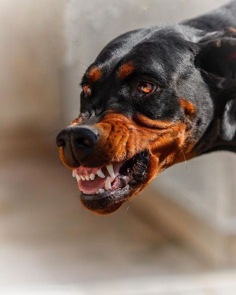 Snarling Dog Reference, Doberman Snarling, Snarling Doberman, Doberman Teeth, Angry Dog Aesthetic, Doberman Running, Redo Tattoo, Canine Aesthetic, Dog Snarling