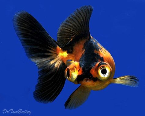 Telescope Goldfish, Big Eyed Fish, Goldfish Tattoo, Goldfish Aquarium, Goldfish Art, Aqua Culture, Aquascape Aquarium, Cool Fish, Dragon Eye