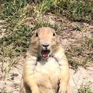 National Park Service on Instagram: "Your reaction when you get accused of something you know you did: 

I have no idea what you’re barking about. Speaking of barking, did you know prairie dogs have a wide repertoire of vocalizations? Most commonly, they bark to warn of territorial trespassers from adjacent coteries (a family group of prairie dogs) or any approaching danger by emitting a series of “barks,” which sound more like high-pitched squeaks. Research has found that the calls can convey incredibly descriptive details. Prairie dogs can alert one another, for example, that there’s not just a human approaching, but a tall human wearing a specific color. (Really, you wore that shirt?) When hearing the call, residents of the town can stand on their hind legs, stretch their arms out, thro Prairie Dogs, Prairie Dog, Silly Animals, National Park Service, Adorable Animals, National Park, National Parks, Cute Animals, Sound