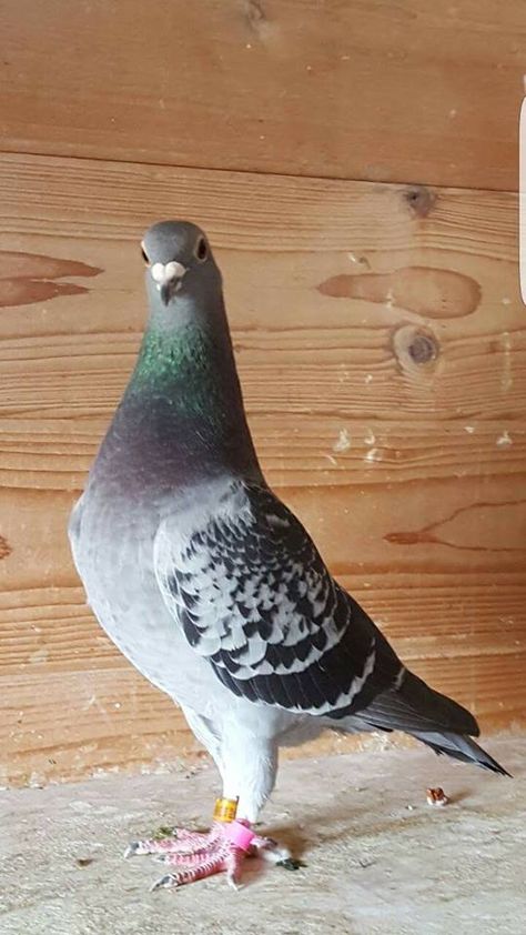 ``Princes`` Daughter 9e Nat Pau Roger van der Meer Peagons Bird, Pegion Bird Aesthetic, Pigeon Reference, Sleeping Pigeon, Fantail Pigeon, Racing Pigeon Lofts, Pigeon Art, Cute Pigeon, Pigeon Pictures