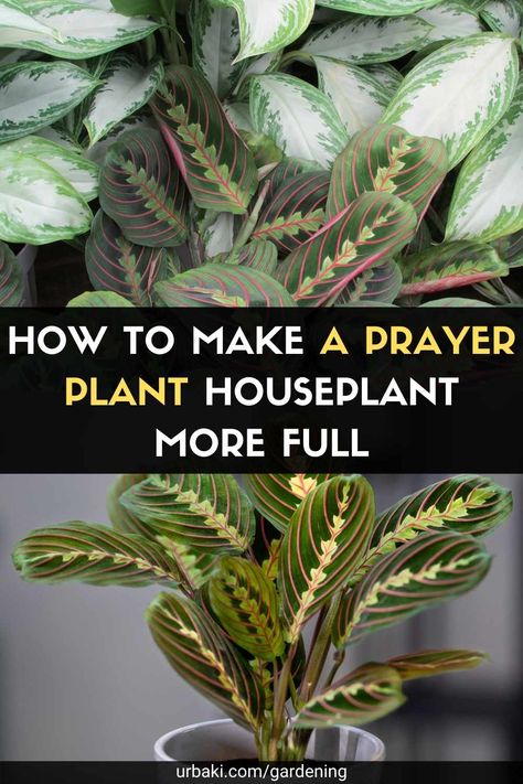 Houseplant Propagation, Prayer Plant Care, Plants Tips, Plant Jungle, Plants Care, Lucky Plant, Calathea Plant, Household Plants, Plant Care Houseplant