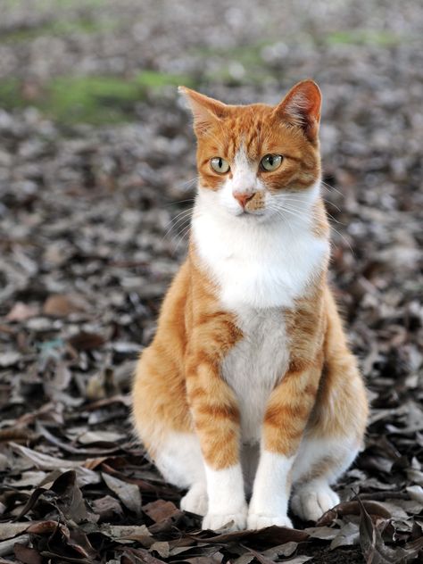 Leona White Tabby Cat, American Shorthair Cat, Cat Allergies, Owning A Cat, Orange Tabby Cats, Orange Cats, Orange Tabby, Cat Facts, Ginger Cats