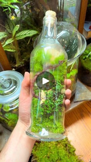 Ecosystem In A Bottle, Make A Terrarium, Bottle Terrarium, Worm Castings, Forest Ecosystem, Self Sustaining, Natural Fertilizer, Terrarium Plants, Forest Floor