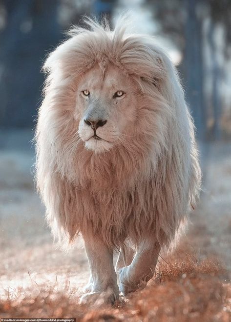 Majestic white lion with immaculate head of hair is a hit at South African wildlife sanctuary  | Daily Mail Online Wallpaper Lion, Aesthetic Animals, Tattoo Lion, Lion Photography, Lion Drawing, Beautiful Lion, Lions Photos, Lion Painting, Lion Wallpaper