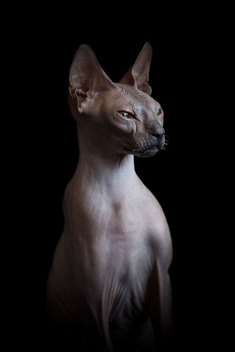 I Photograph Hairless Sphynx Cats To Explore Their Odd Beauty | Bored Panda Hairless Cat Sphynx, Chat Sphynx, Sphinx Cat, Dream's Cat, What Cat, Image Chat, Hairless Cat, Sphynx Cat, Cat Photography