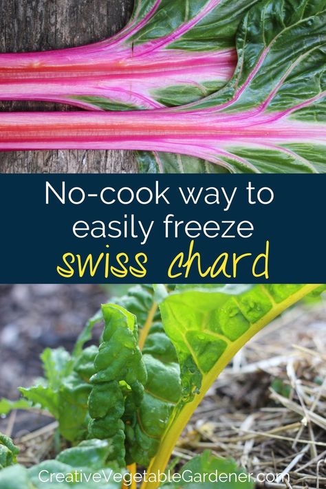 Freezing swiss chard is one of the easiest ways to preserve it for later use. There's little prep involved and you can freeze it raw! Canned Swiss Chard, Freezing Swiss Chard Without Blanching, How To Freeze Fresh Swiss Chard, Swiss Chard Freezing, Can You Freeze Swiss Chard, When To Harvest Swiss Chard, Canning Swiss Chard, How To Preserve Swiss Chard, How To Freeze Swiss Chard