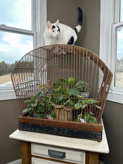 Cat Proof Indoor Herb Garden, Cat Proof House Plants, Cat Proofing Plants, Catproof House Plants, Protect Plants From Cats, Cat Proof Plant Stand, Cat Proof Plants, Cat Proof Plant Display, Plants With Cats