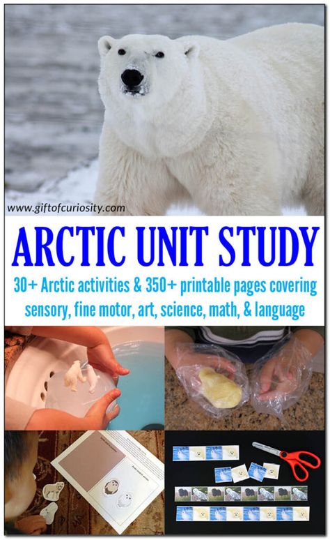 Arctic Unit Study with 30+ activity ideas, suggested books and videos, plus more than 350 pages of printable materials and activities for your Arctic Unit. Great for kids in preschool through grade 2. #Arctic #Polar #ArcticUnitStudy #GiftOfCuriosity || Gift of Curiosity Polar Bear Unit Study, Artic Activities For Kids, Arctic Habitat Project For Kids, Polar Habitat, Arctic Activities, Arctic Animals Activities, Arctic Animals Preschool, Arctic Habitat, January Theme