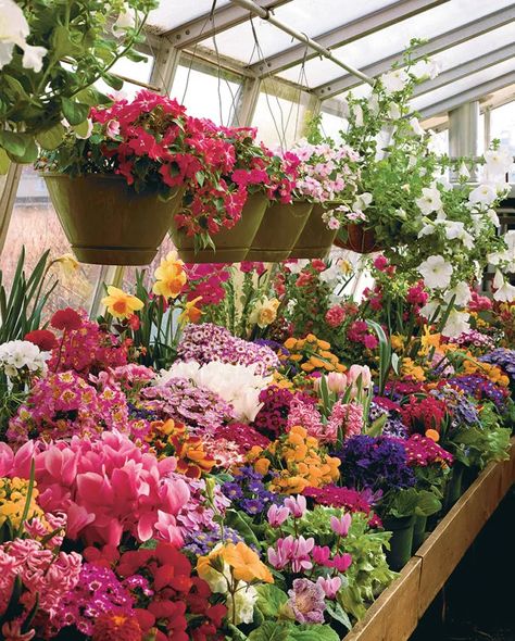 A Greenhouse Winter Garden - FineGardening Greenhouse For Flowers, Flowers In Greenhouse, Greenhouse Flower Garden, Cozy Greenhouse Ideas, Greenhouse With Flowers, Greenhouse Growing In Winter, Christmas Greenhouse Decor, Claudette Morel, Greenhouse Winter