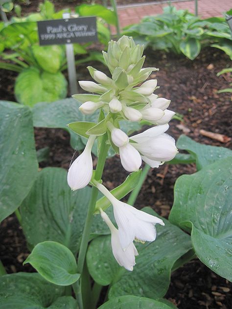 Click to view a full-size photo of Elegans Hosta (Hosta sieboldiana 'Elegans') at Gertens Hosta Elegans, Hosta Sieboldiana, Blue Atlas Cedar, Plantain Lily, Weeds In Lawn, Full Size Photo, Tall Flowers, Herbaceous Perennials, Low Maintenance Plants