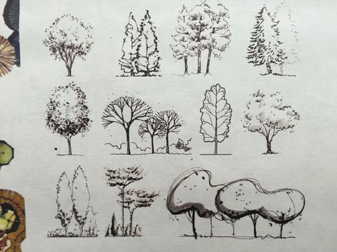 tree symbols in elevation. Drawing Ideas Landscape, Doodle Plants, Design Drawing Ideas, Architectural Trees, Tree Photoshop, Plant Sketches, Landscape Design Drawings, Architecture Drawing Sketchbooks, Landscape Architecture Drawing