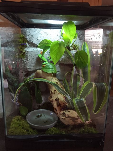 My red eyed tree frog terrarium! Pet Frog Enclosure, Tree Frog Enclosure Ideas, Frog Cage Ideas, Tree Frog Terrarium Ideas, Whites Tree Frog Enclosure, Dumpy Tree Frog Terrarium, Green Tree Frog Enclosure, Dumpy Frog Terrarium, Tree Frog Vivarium