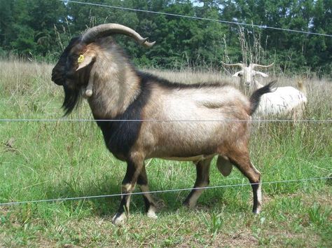 Goat Breeding, Best Farm Animals, Kiko Goats, Sheep Horns, Pig Feeder, Cattle Feeder, Goat Breeds, Nelson Family, Starting A Farm