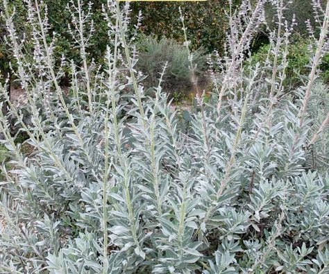 White Sage Small Evergreen Shrubs, Salvia Apiana, Sage Plant, Pollinator Plants, Perennial Shrubs, Flower Spike, Native Garden, Soil Improvement, Evergreen Shrubs