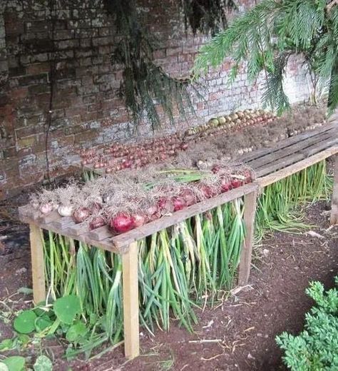 How to Harvest Onions When your onions finish developing Cheap Gardening Ideas, Cheap Gardening, Garden Ideas Cheap, Diy Raised Garden, Backyard Vegetable Gardens, Veg Garden, Home Vegetable Garden, Vegetable Garden Design, Hydroponic Gardening