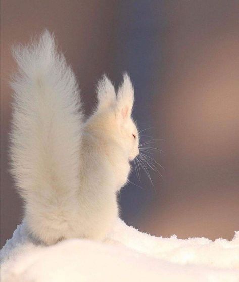 White Squirrel, Albino Animals, Cute Squirrel, Winter Animals, Pretty Animals, Love Animals, Fluffy Animals, Cute Wild Animals, Cute Animal Photos