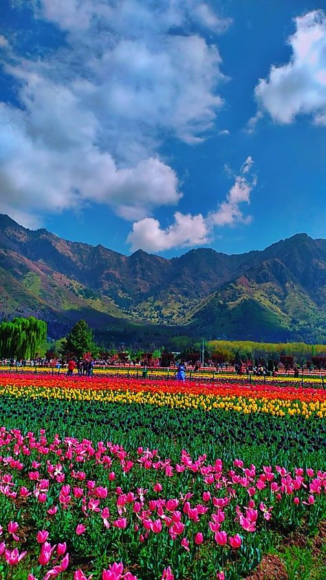 Tulip Garden Kashmir, Tulip Garden, Tulips Garden, 2025 Vision, Tulips, Vision Board, Collage, Pins, Quick Saves