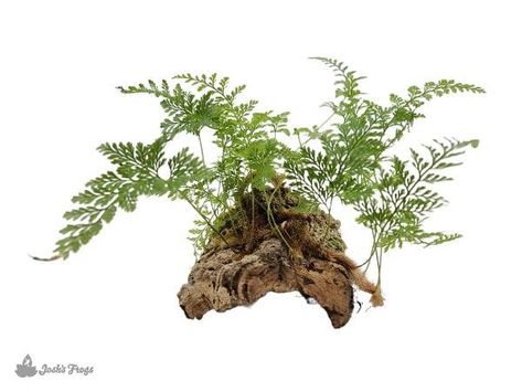 Cork Mounted 'Rabbit's Foot Fern' (Grower's Choice) Crested Gecko Vivarium, Rabbit Foot Fern, Ferns Care, Rabbits Foot, Tillandsia Air Plant, Tree Base, Unique Plants, Types Of Soil, Potting Soil