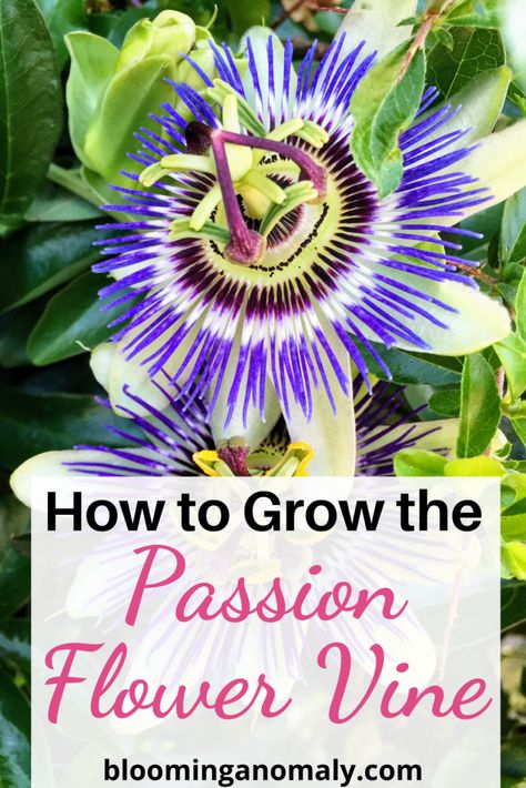 Passion Plant Flower Vines, Growing Passion Flower, Passion Fruit Vine, Passion Flower Plant, Passion Flower Vine, What Is Passion, Hibiscus Shrub, Passion Fruit Flower, Backyard Goals