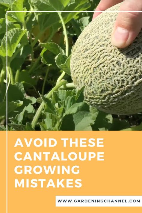 harvesting cantaloupe with text overlay avoid these cantaloupe growing mistakes Cantaloupe Growing, Canteloupe, Growing Tips, Healthy Garden, Growing Tomatoes, Fruit Garden, Culinary Skills, Delicious Fruit, Gym Workout Tips