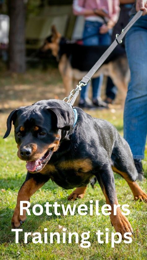 Rottweiler Training Tips, Rottweiler Care, Rottweiler Temperament, Dog Meals, Rottweiler Facts, Rottweiler Training, Dog Shorts, Puppy 101, Rottweiler Lovers