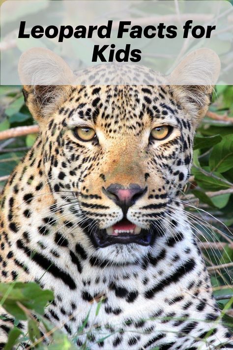 Hey Kids!  Do you want to learn all about leopards? These marvelous animals are in the African big Cats family.    Find out where they live, what they look like, and what they eat by reading eay-to-read fun leopard facts for kids.  #leopardfactsforkids #leopardfacts #africancats #bigcats #africananimals #leopardfactsforpreschool Big Cats Preschool Activities, Mary Slessor, Big 5 Animals, Leopard Craft, Leopard Facts, Weird Animal Facts, Animal Facts Interesting, Animal Facts For Kids, Cheetah Party